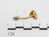 粉褶菌屬藏品圖，第3張