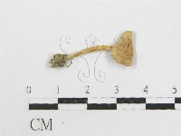 粉褶菌屬藏品圖，第4張