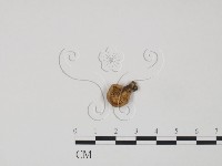登錄號:F0016263藏品圖，第3張