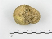 登錄號:F0016264藏品圖，第1張