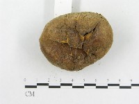 登錄號:F0016264藏品圖，第4張