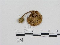 登錄號:F0016267藏品圖，第3張