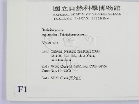 小菇屬藏品圖，第2張
