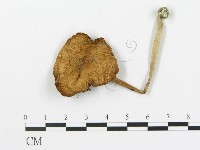 登錄號:F0016272藏品圖，第3張