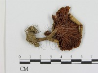登錄號:F0016273藏品圖，第1張