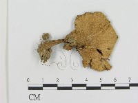 登錄號:F0016273藏品圖，第3張