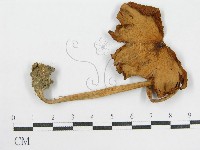 登錄號:F0016274藏品圖，第4張