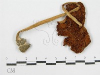 登錄號:F0016274藏品圖，第5張