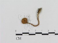 登錄號:F0016275藏品圖，第1張
