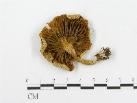 登錄號:F0016276藏品圖，第1張