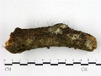 登錄號:F0016277藏品圖，第3張