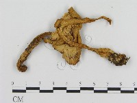 登錄號:F0016278藏品圖，第3張