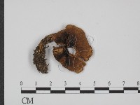 登錄號:F0016279藏品圖，第1張