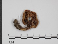 登錄號:F0016279藏品圖，第3張