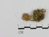 小菇屬藏品圖，第3張