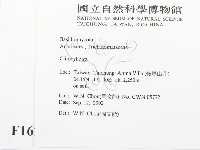 杯傘屬藏品圖，第2張