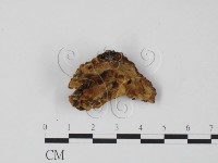 登錄號:F0016283藏品圖，第1張