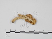 紅菇屬藏品圖，第1張