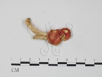 紅菇屬藏品圖，第3張