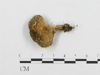 紅菇屬藏品圖，第3張