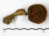 登錄號:F0016286藏品圖，第1張