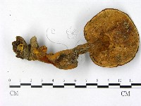 登錄號:F0016286藏品圖，第3張