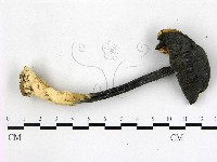 登錄號:F0016287藏品圖，第3張
