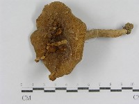 登錄號:F0016288藏品圖，第3張