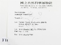 紅菇屬藏品圖，第2張