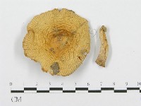 紅菇屬藏品圖，第3張
