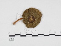 登錄號:F0016290藏品圖，第1張