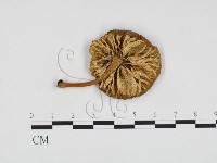 登錄號:F0016290藏品圖，第3張