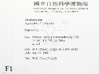 鬼傘屬藏品圖，第2張