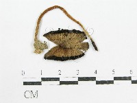 鬼傘屬藏品圖，第3張