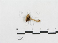登錄號:F0016292藏品圖，第1張