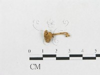 登錄號:F0016292藏品圖，第3張