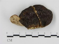 登錄號:F0016294藏品圖，第3張