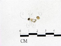 登錄號:F0016295藏品圖，第1張
