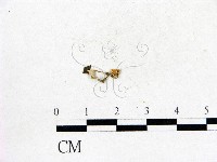 登錄號:F0016295藏品圖，第3張