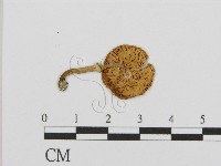 登錄號:F0016296藏品圖，第3張
