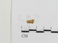 登錄號:F0016297藏品圖，第1張