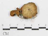 登錄號:F0016298藏品圖，第3張