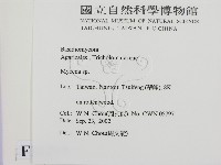 小菇屬藏品圖，第2張
