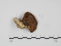 登錄號:F0016300藏品圖，第1張