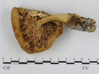 登錄號:F0016301藏品圖，第4張