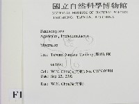 小菇屬藏品圖，第2張