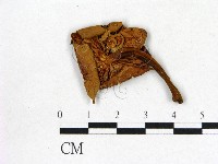 登錄號:F0016304藏品圖，第3張