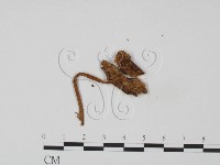登錄號:F0016305藏品圖，第1張