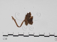 登錄號:F0016305藏品圖，第3張