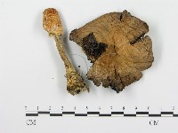 登錄號:F0016306藏品圖，第1張
